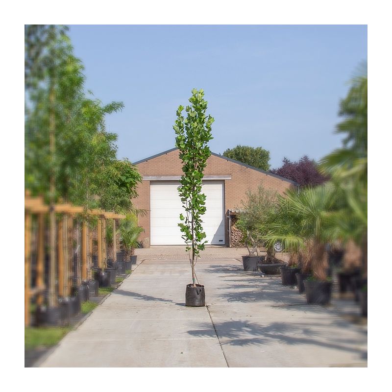 Liriodendron Fastigiata