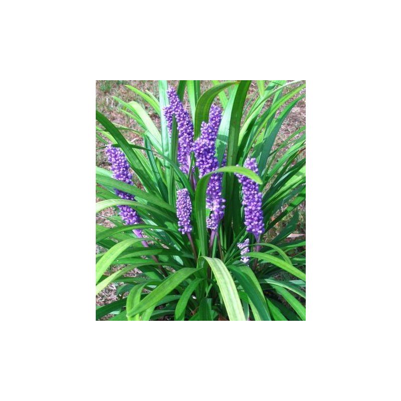 Liriope muscari Big Blue