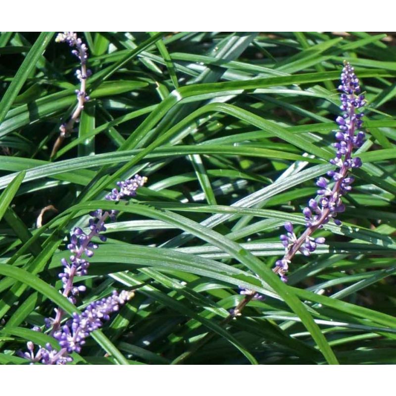 Liriope muscari 'Ingwersen' - 6 stuks