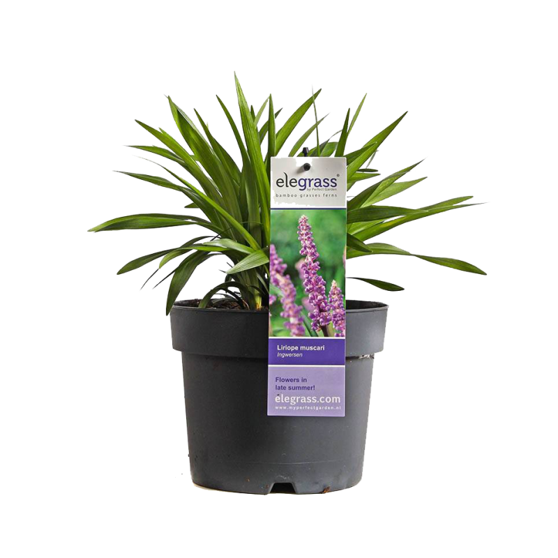 Liriope muscari 'Ingwersen'