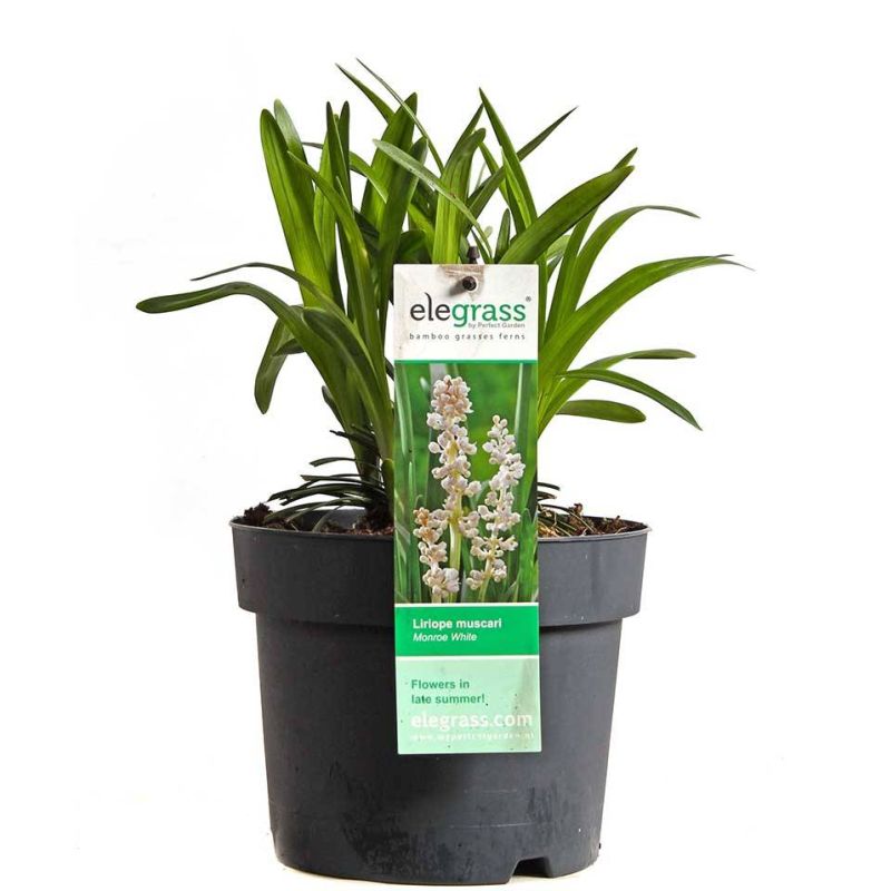 Liriope Monroe White