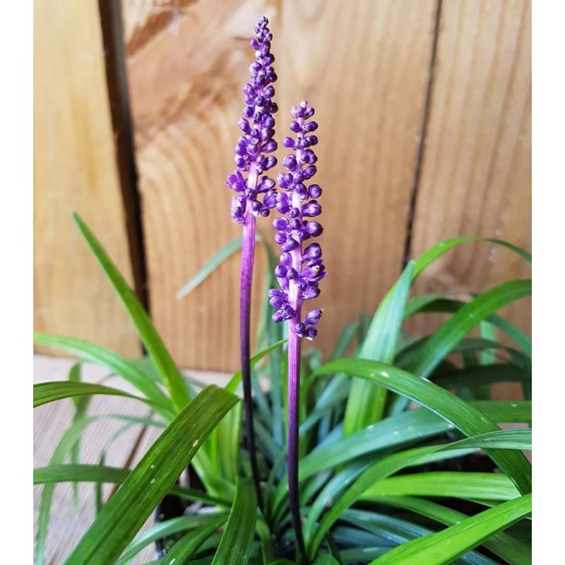 Liriope Royal Purple