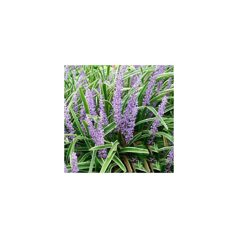 Liriope Variegata