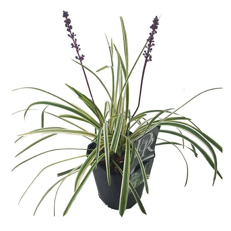 Liriope Variegata