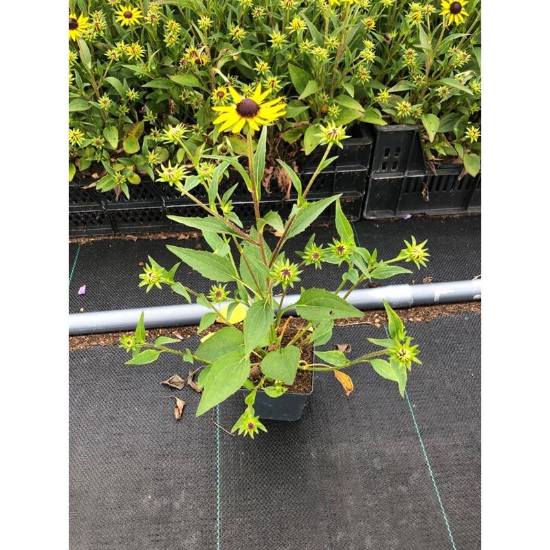 Rudbeckia Little Goldstar 