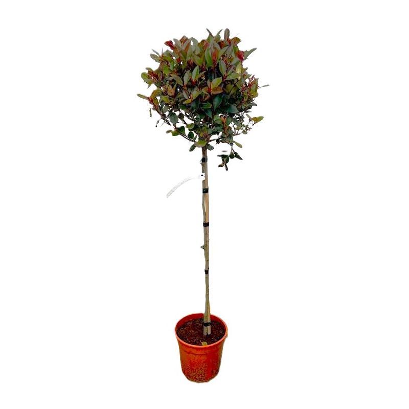 Photinia Little Red Robin op stam