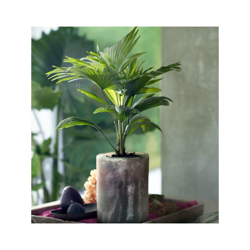 Livistona Rotundifolia 