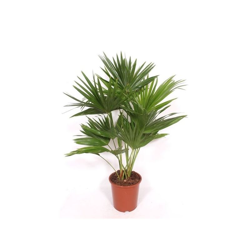 Livistona chinensis