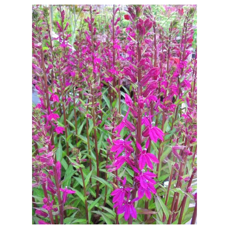 Lobelia Tania 