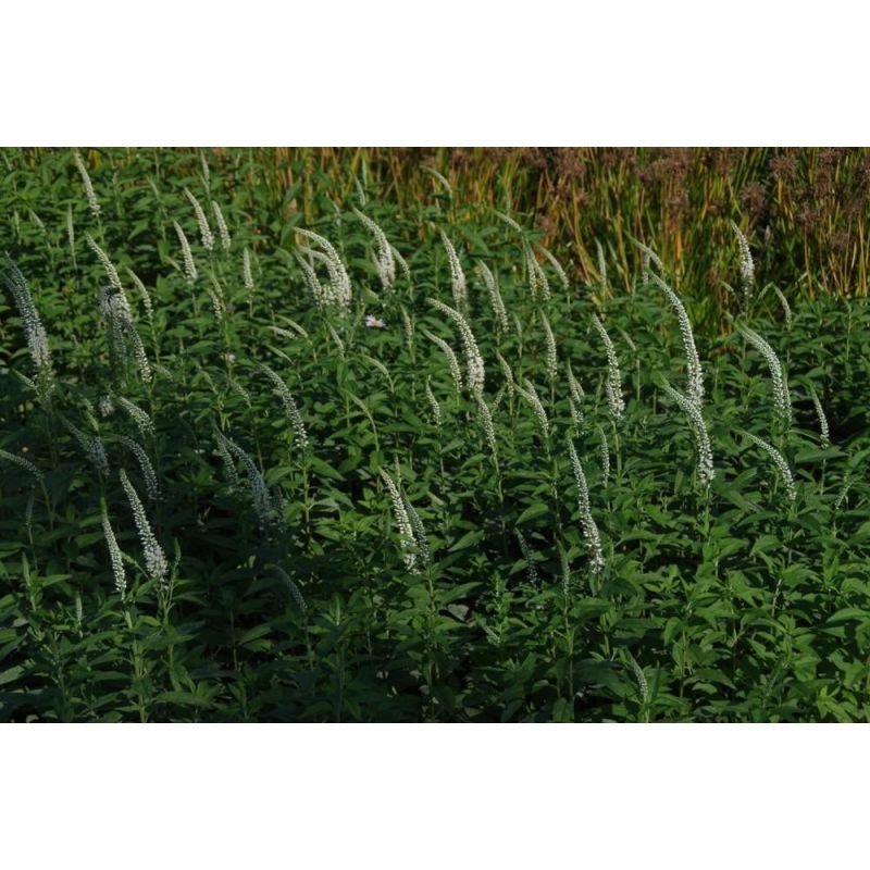 Veronica Schneeriesin