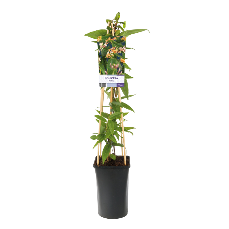 Lonicera henryi