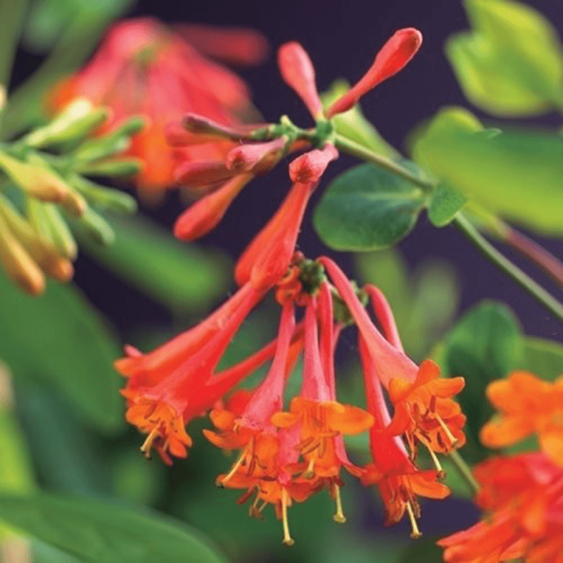 Lonicera 'Dropmore Scarlet'