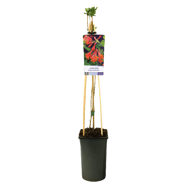 Lonicera Dropmore Scarlet