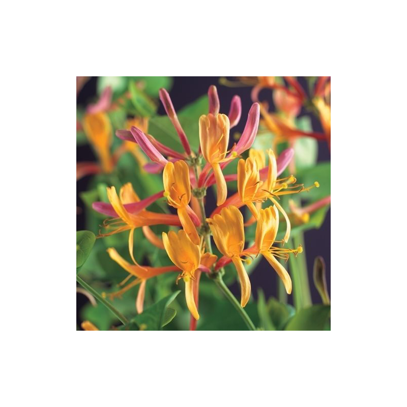 Lonicera American Beauty