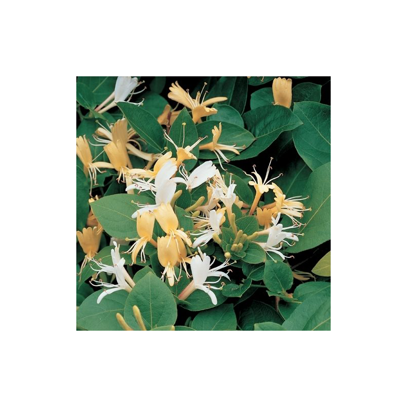 Lonicera japonica 'Hall's Prolific'