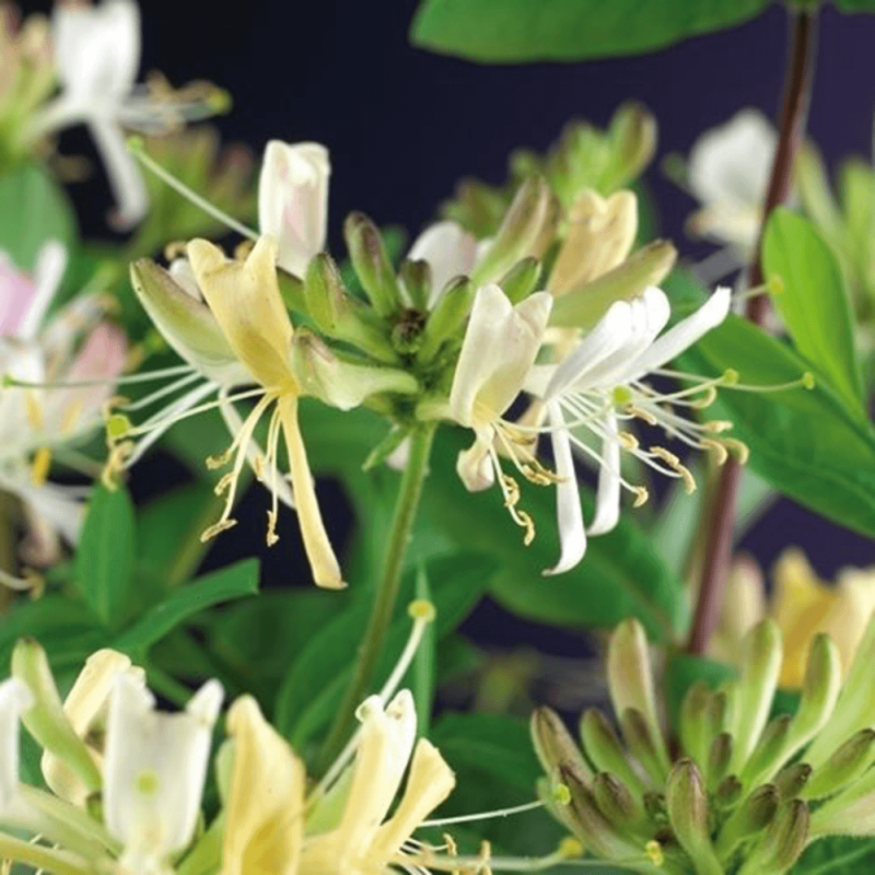 Lonicera periclymenum 'Belgica Select'