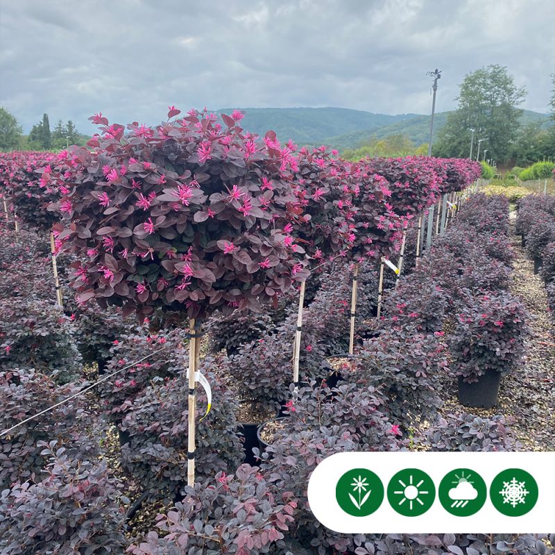 Loropetalum chinense