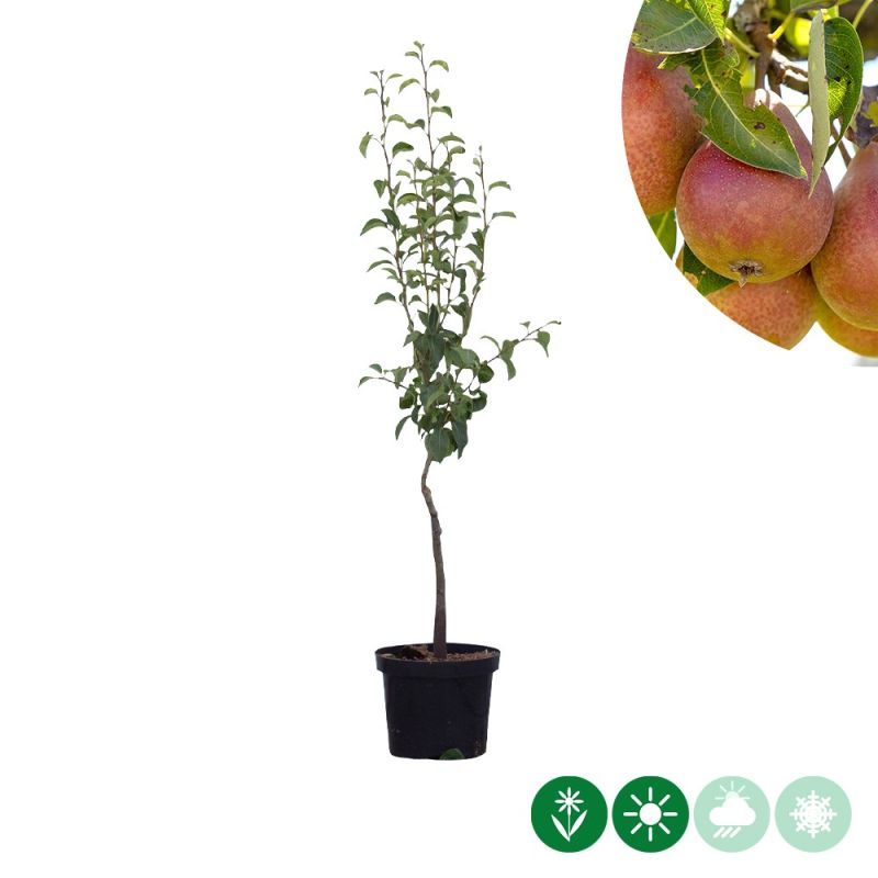 Pyrus Bonne Louise d'Avranches