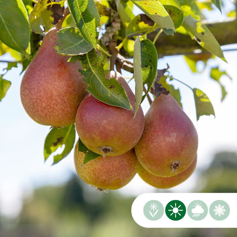 Pyrus Bonne Louise d'Avranches - leiboom