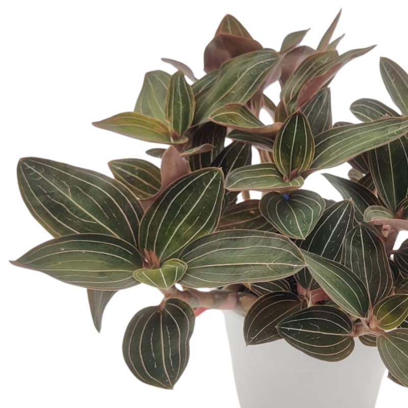 Ludisia discolor