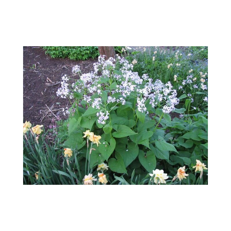 Lunaria rediviva
