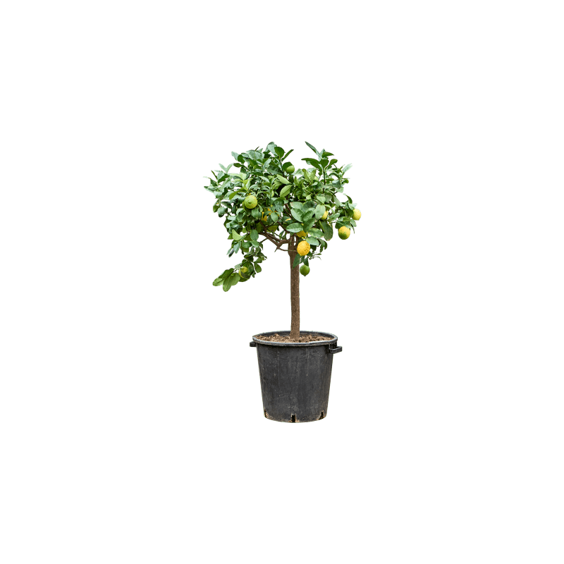 Citrus Lunario