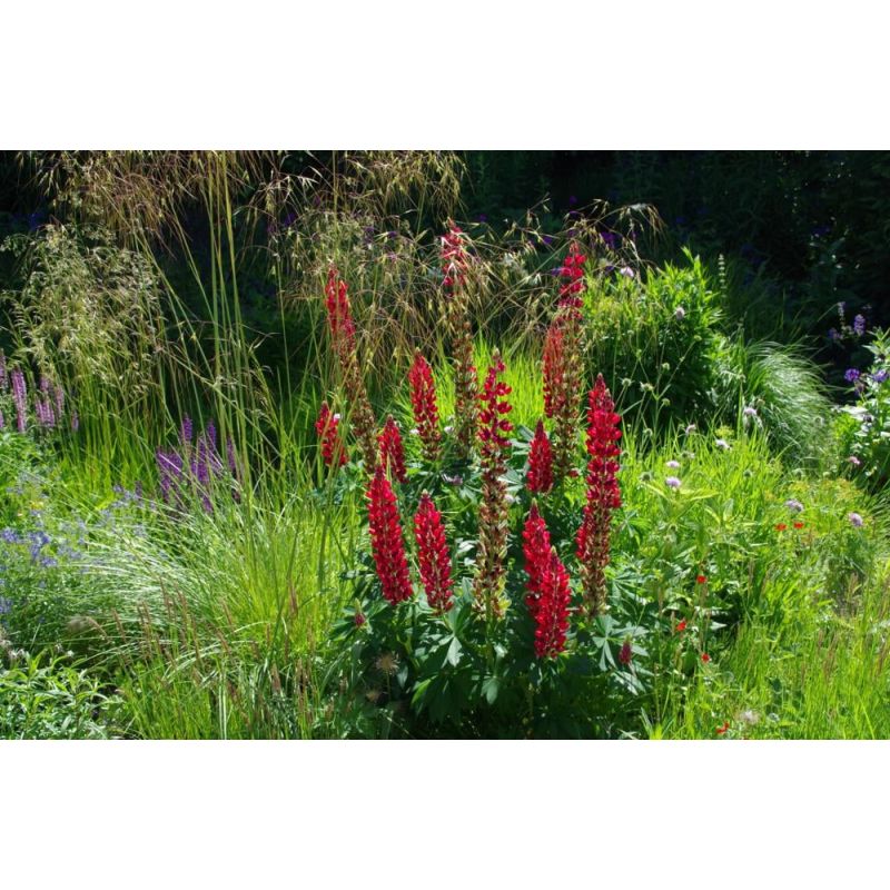 Lupinus My Castle