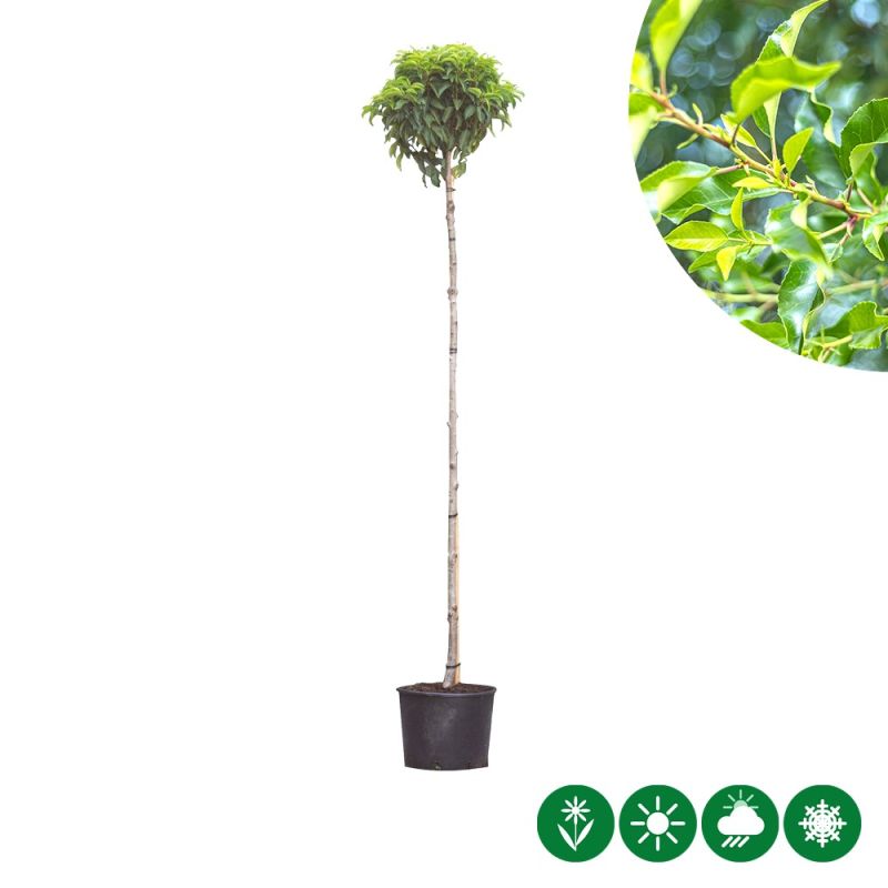 Prunus lusitanica - bolvorm