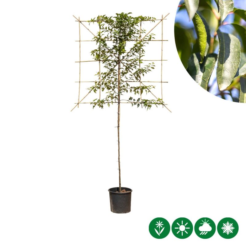 Prunus Lusitanica - leiboom