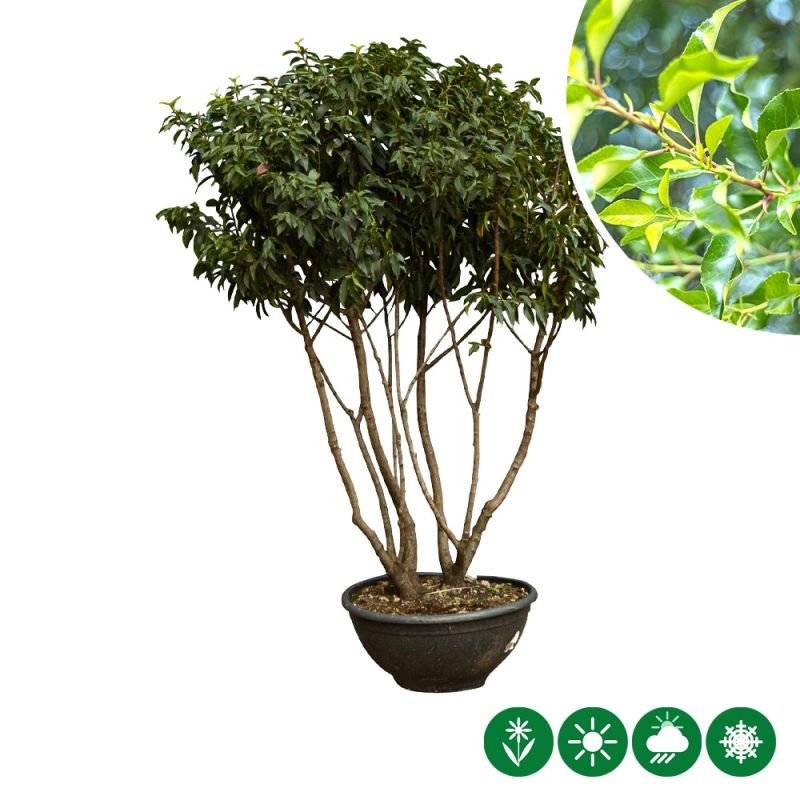 Prunus lusitanica - meerstammig