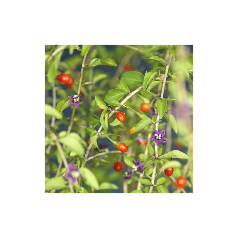 Lycium barbarum 'Instant Succes'