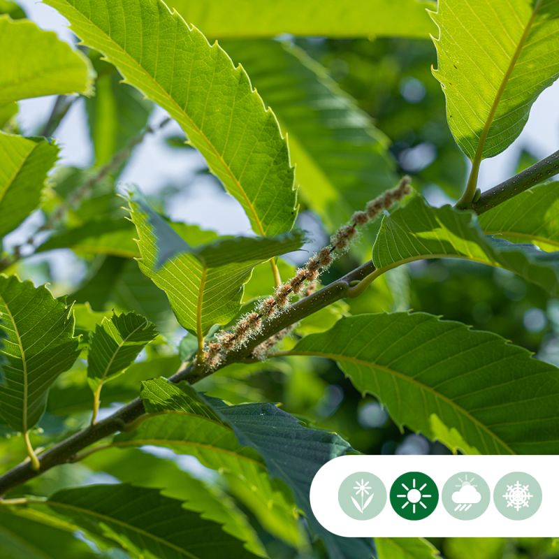 Castanea Dorée de Lyon 