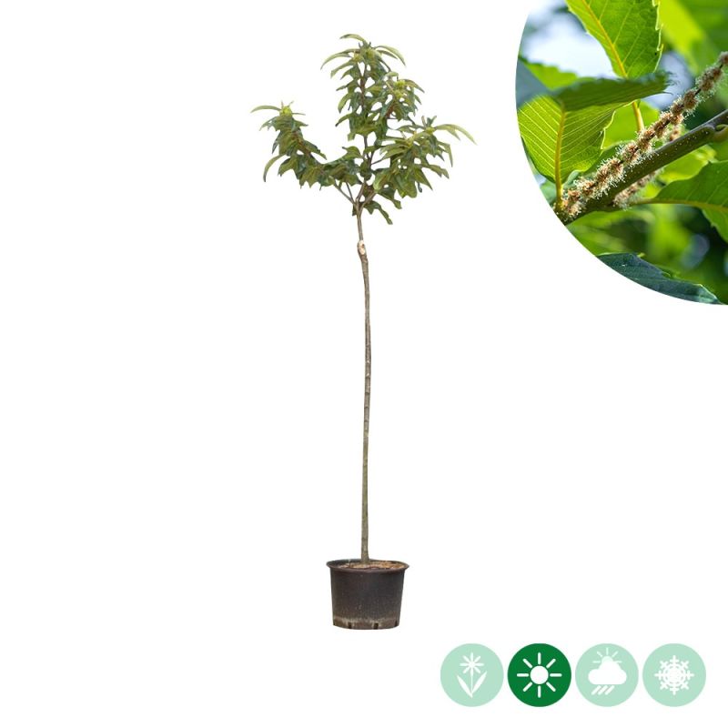 Castanea Dorée de Lyon 