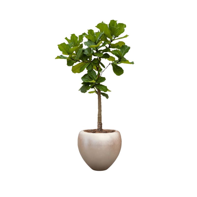 Ficus Lyrata op stam in Metallic Couple zilver