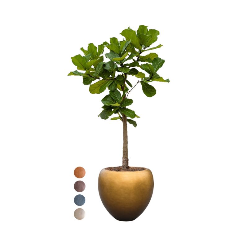 Ficus Lyrata op stam in Metallic Couple honey