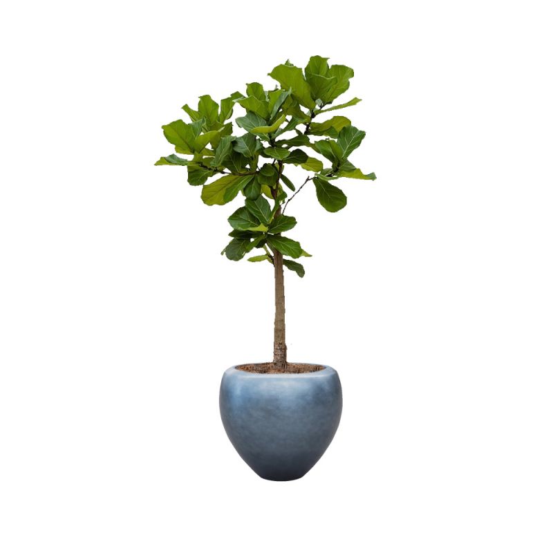 Ficus Lyrata op stam in Metallic Couple ice blue