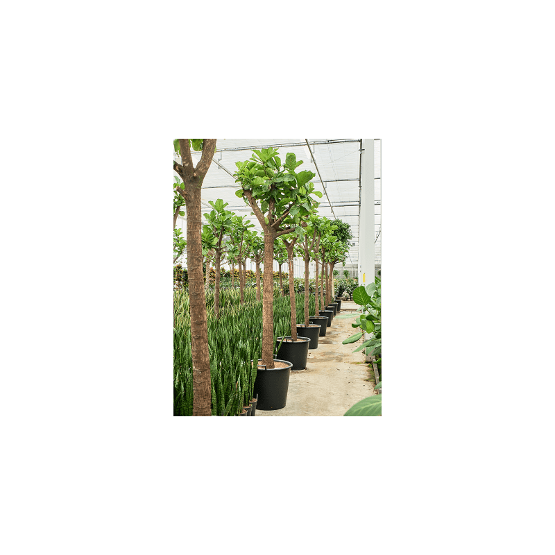 Ficus Lyrata dikke stam