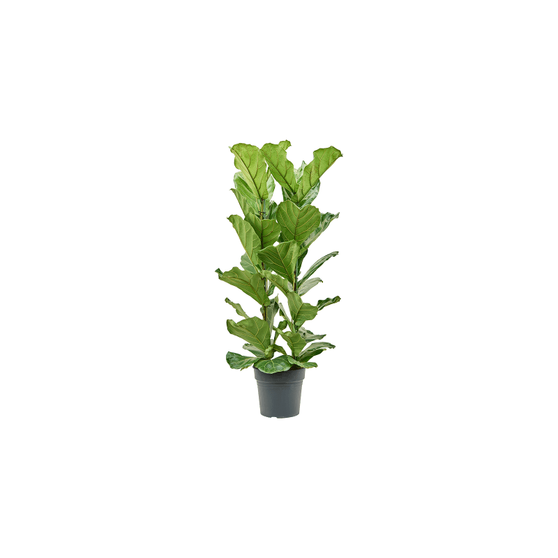 Ficus Lyrata straight