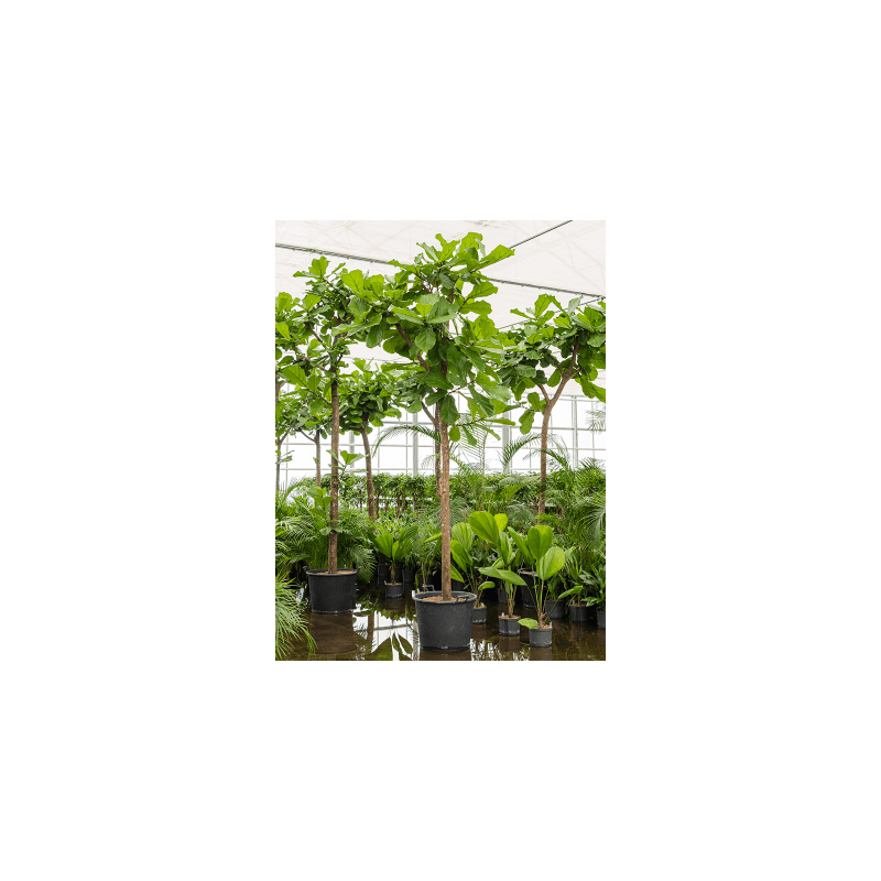 Ficus Lyrata op stam