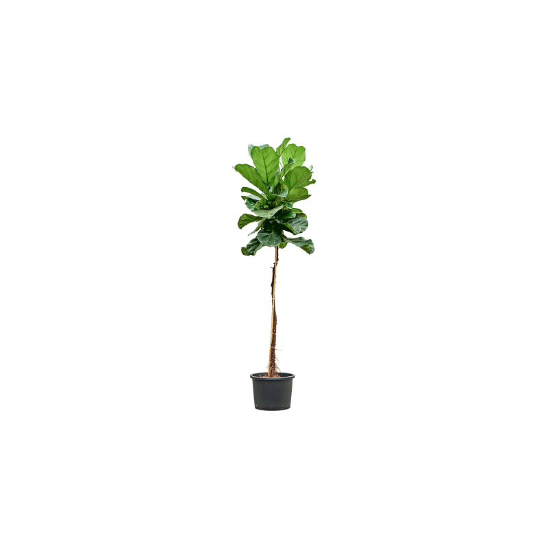 Ficus Lyrata op stam