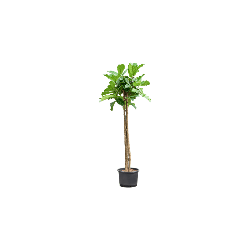 Ficus Lyrata op stam