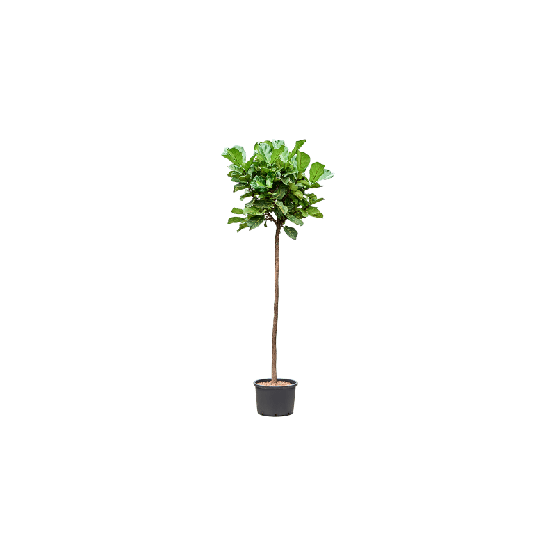 Ficus Lyrata op stam
