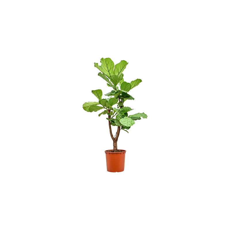 Ficus Lyrata vertakt