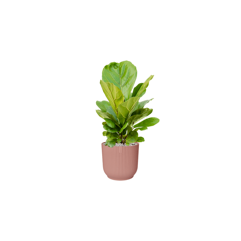 Ficus lyrata struik