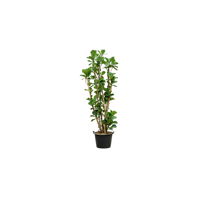Ficus Lyrata vertakt
