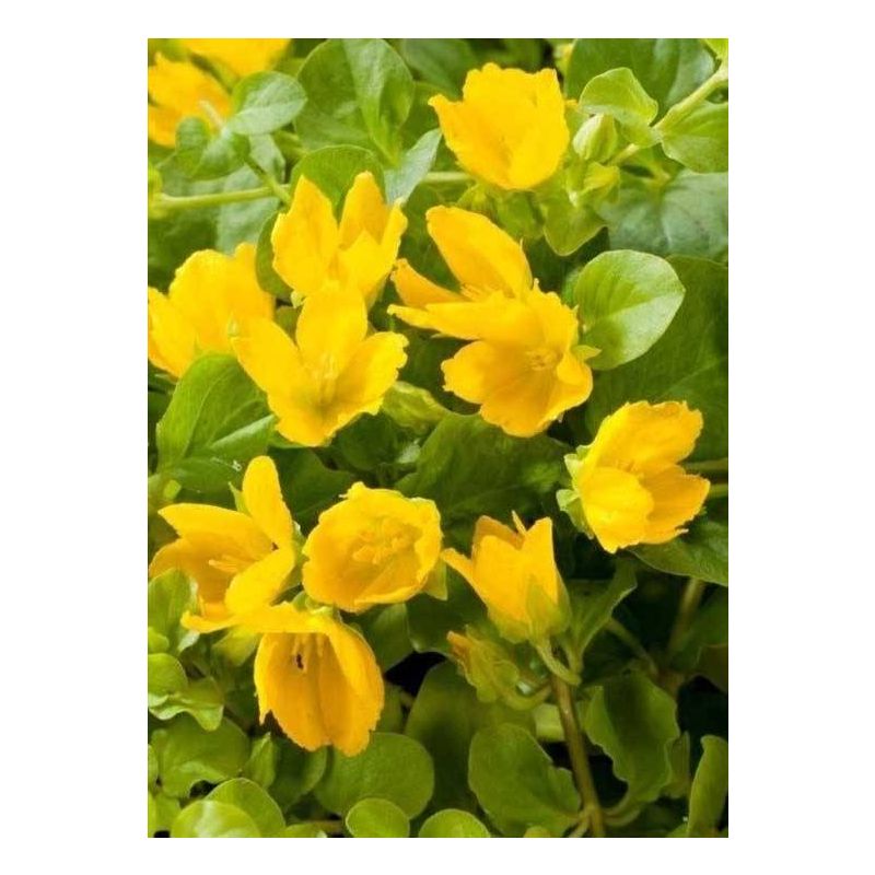 Lysimachia nummularia