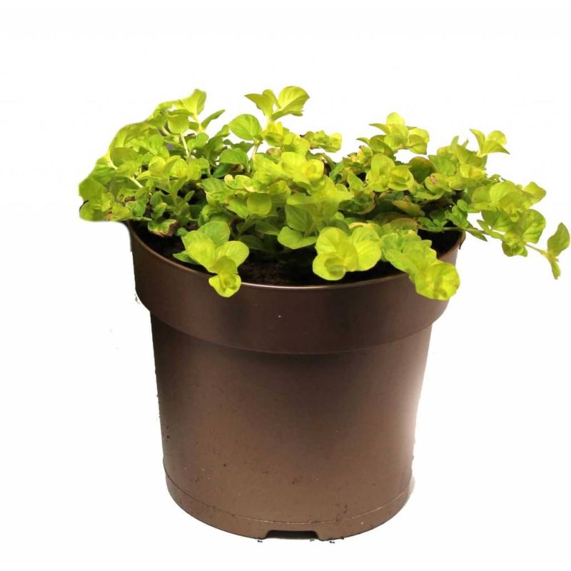 Lysimachia nummularia