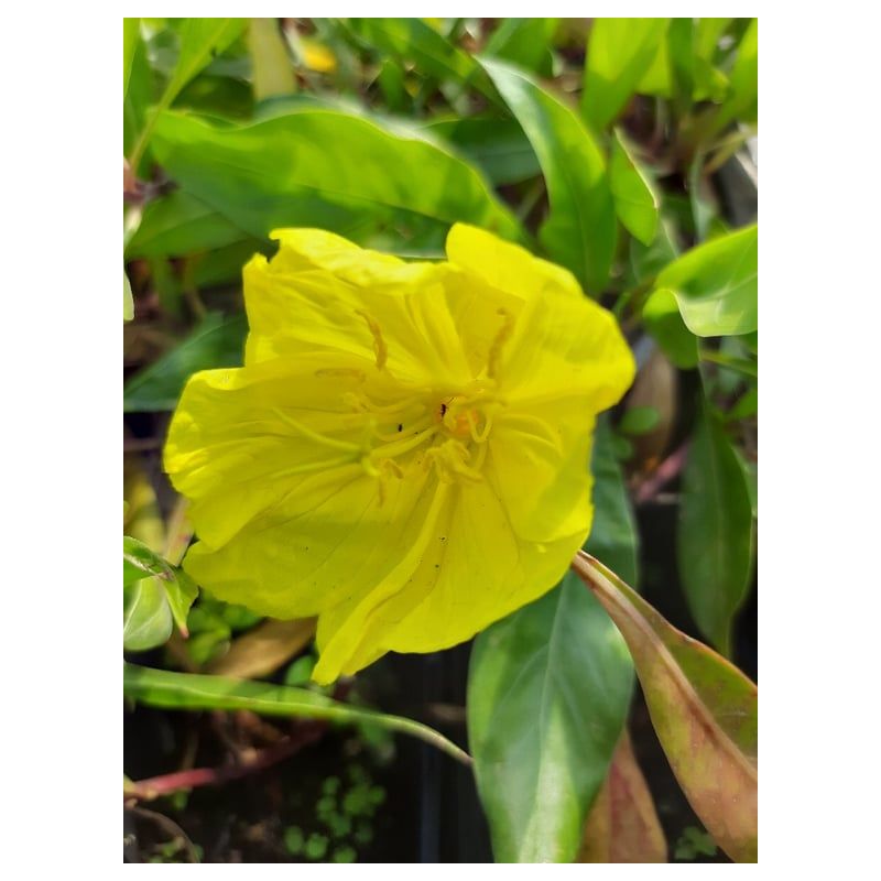Oenothera macrocarpa 