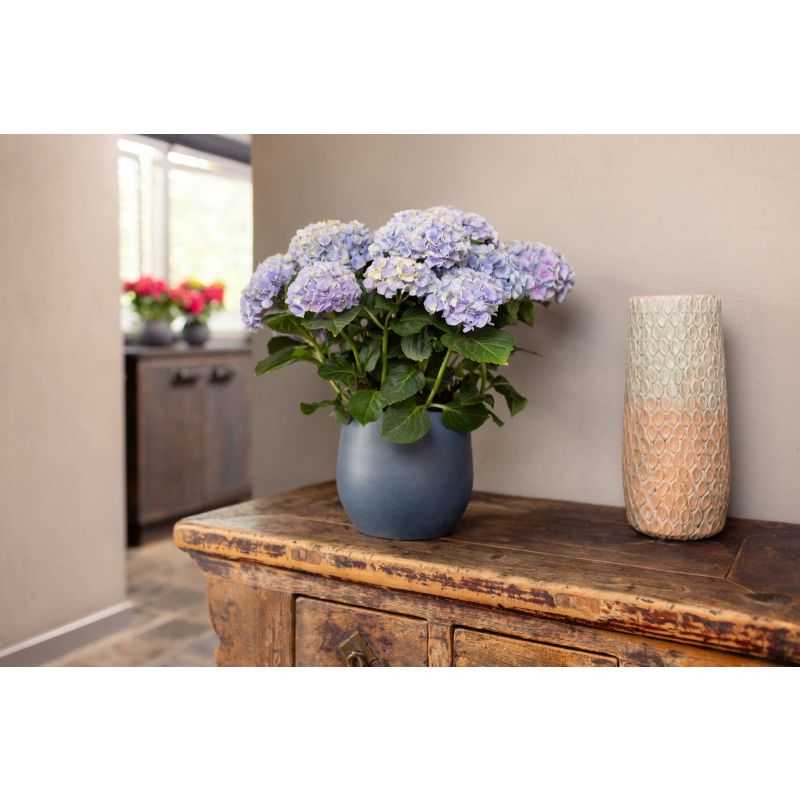 Hydrangea macrophylla blauw
