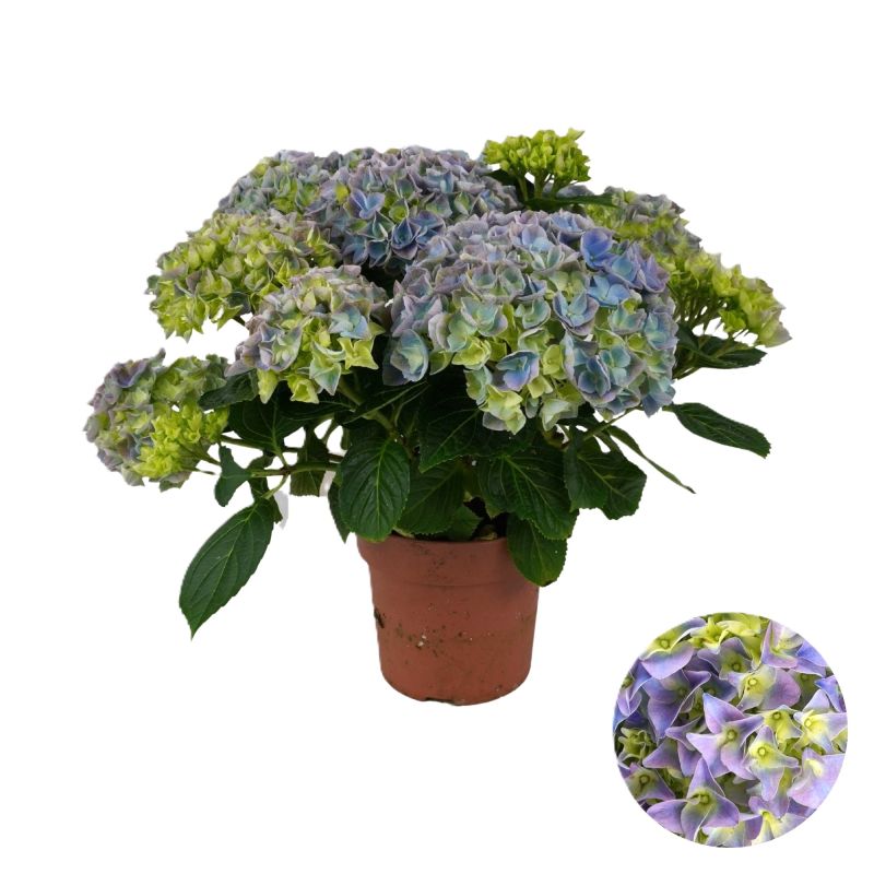 Hydrangea macrophylla blauw